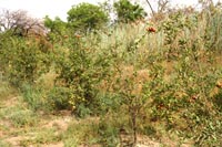 Yamuna Biodiversity Park, Delhi, Welcome Rock Facet