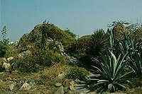 Yamuna Biodiversity Park, Delhi, Welcome Rock Facet