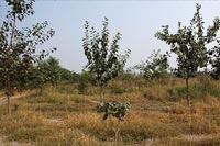 Yamuna Biodiversity Park, Delhi, Scared Grove