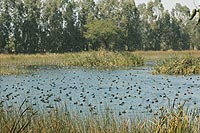 Yamuna Biodiversity Park, Delhi, Welcome Rock Facet