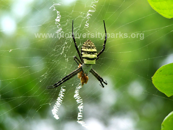 Banded Fourlegged Spider