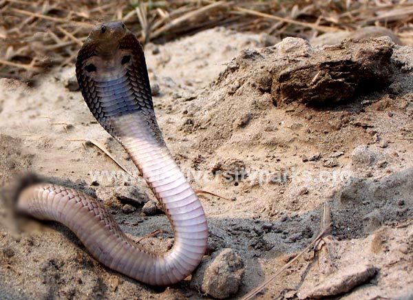 Binocellate Cobra 