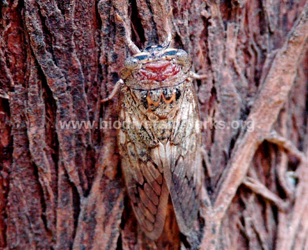 Camouflaged Insect