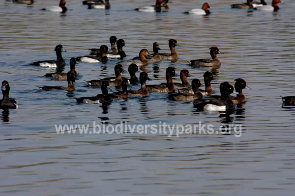 A flock of Tufted Pochard