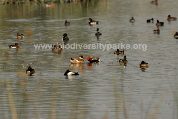 Red Crested Pochard