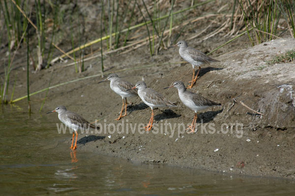 Red Shank