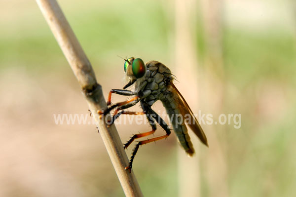 Robber Fly