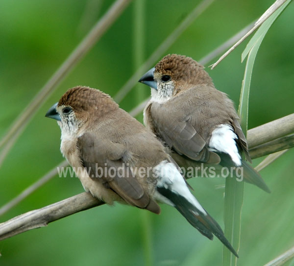 Siver billed munia (Indian silverbill)