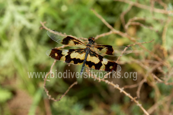 Variegated Dragonfly