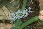 Aerides Multiflora