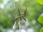 Banded Fourlegged Spider