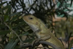 Calotes Versicolor