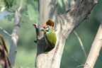 Coppersmith Barbet