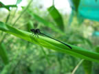 Damsel Fly