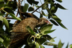 Female Koel