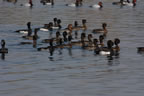 A flock of Tufted Pochard