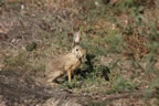 Indian Hare